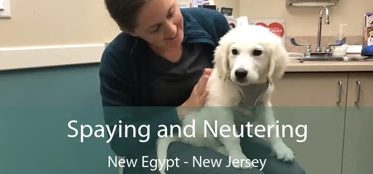 Spaying and Neutering New Egypt - New Jersey