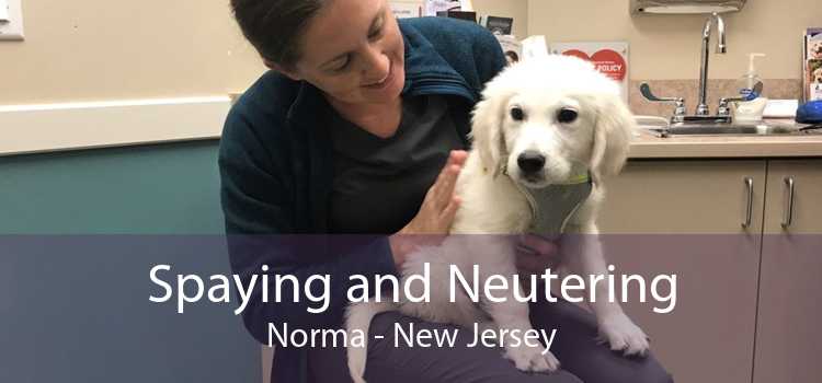 Spaying and Neutering Norma - New Jersey