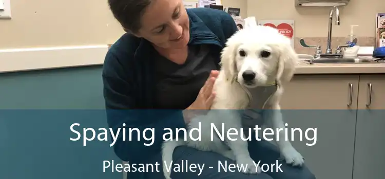 Spaying and Neutering Pleasant Valley - New York