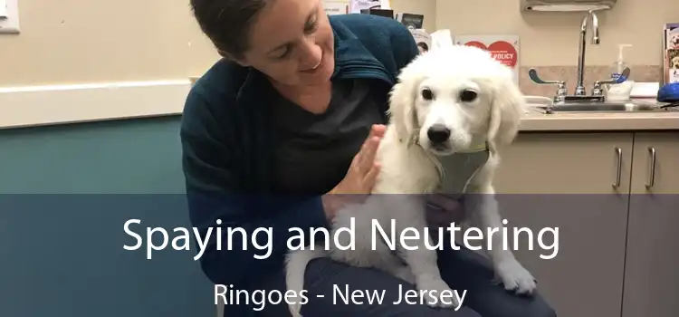 Spaying and Neutering Ringoes - New Jersey
