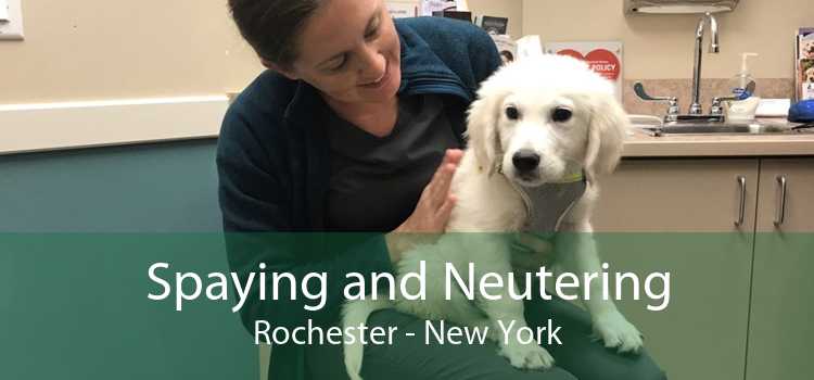 Spaying and Neutering Rochester - New York