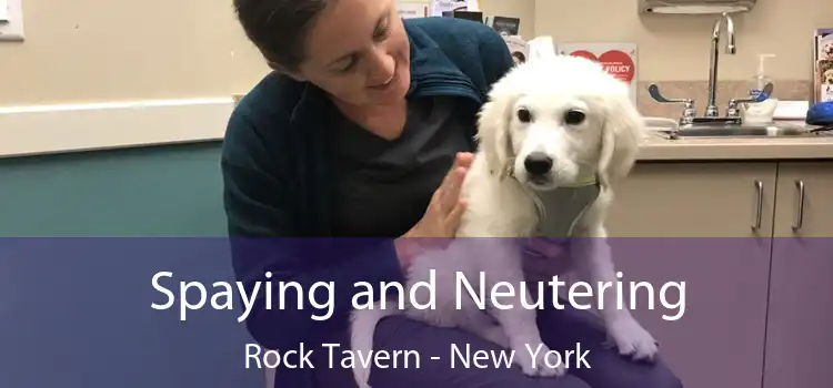 Spaying and Neutering Rock Tavern - New York