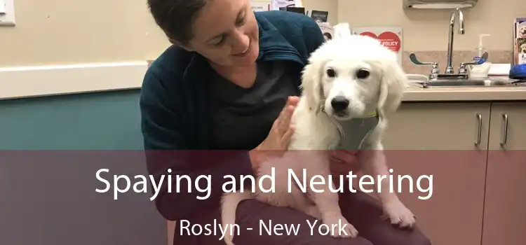 Spaying and Neutering Roslyn - New York