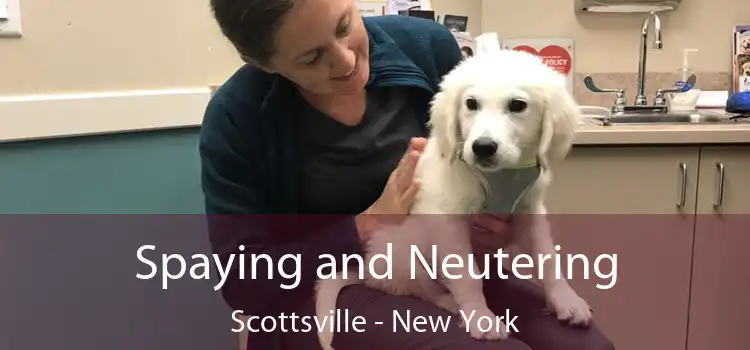 Spaying and Neutering Scottsville - New York