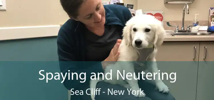 Spaying and Neutering Sea Cliff - New York