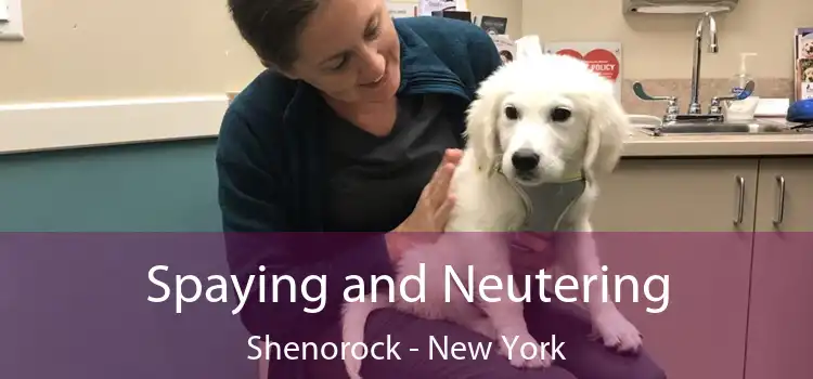 Spaying and Neutering Shenorock - New York