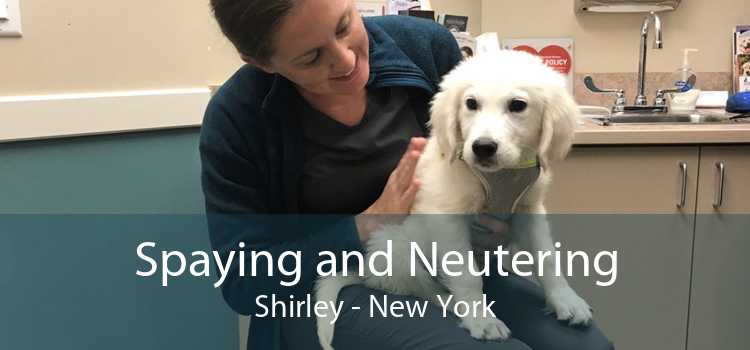 Spaying and Neutering Shirley - New York