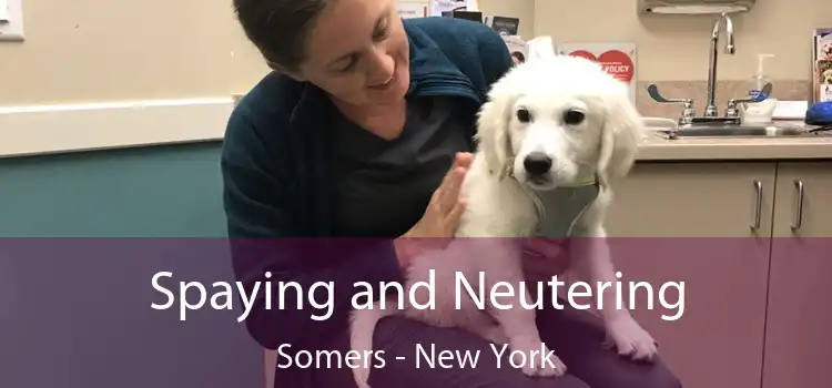 Spaying and Neutering Somers - New York