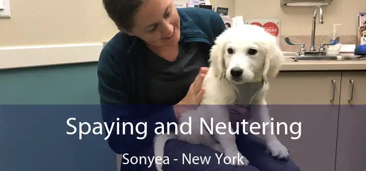 Spaying and Neutering Sonyea - New York