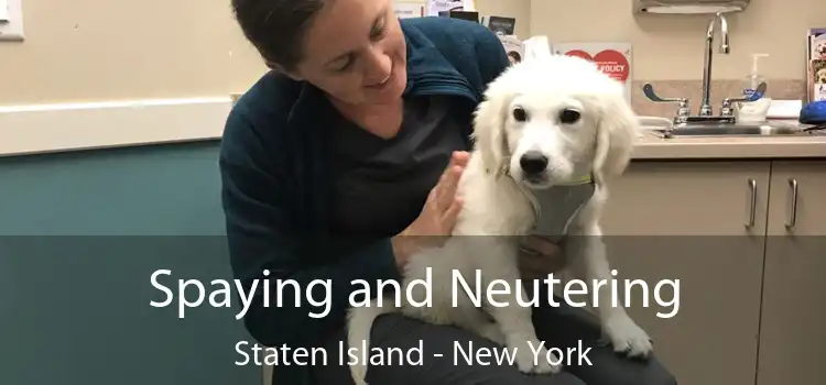 Spaying and Neutering Staten Island - New York