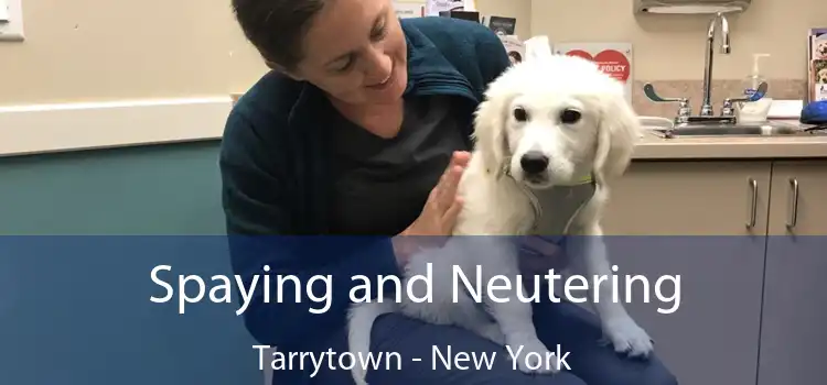 Spaying and Neutering Tarrytown - New York