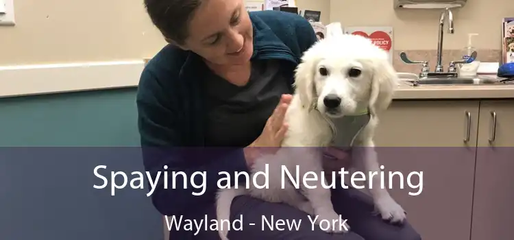 Spaying and Neutering Wayland - New York