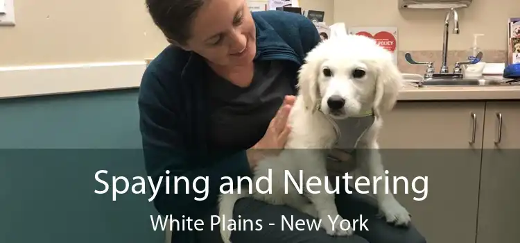 Spaying and Neutering White Plains - New York