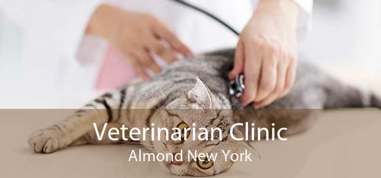 Veterinarian Clinic Almond New York