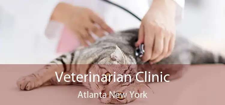 Veterinarian Clinic Atlanta New York