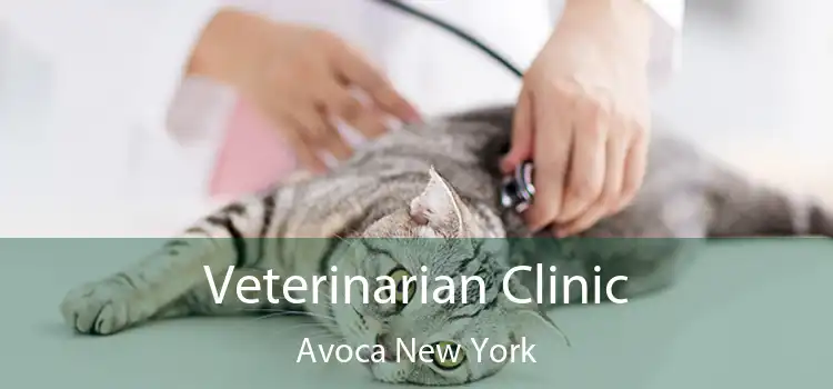Veterinarian Clinic Avoca New York