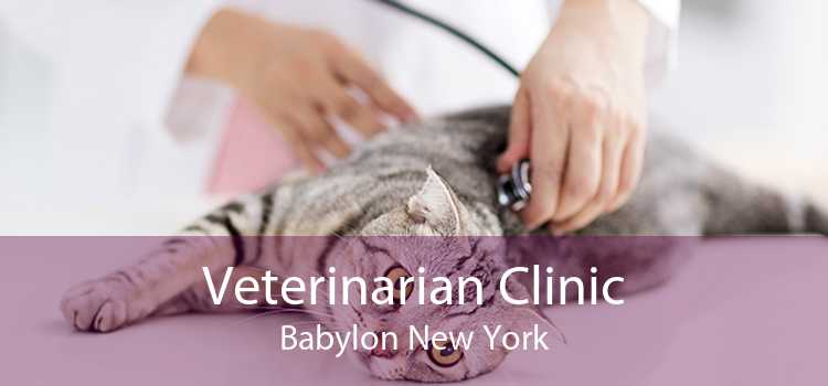 Veterinarian Clinic Babylon New York
