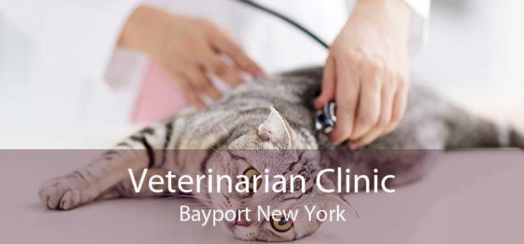 Veterinarian Clinic Bayport New York
