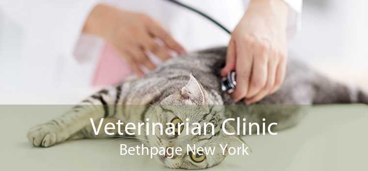 Veterinarian Clinic Bethpage New York
