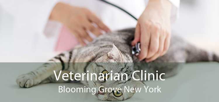 Veterinarian Clinic Blooming Grove New York