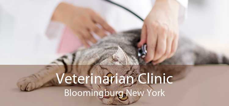 Veterinarian Clinic Bloomingburg New York