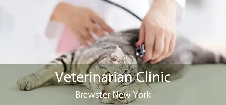 Veterinarian Clinic Brewster New York