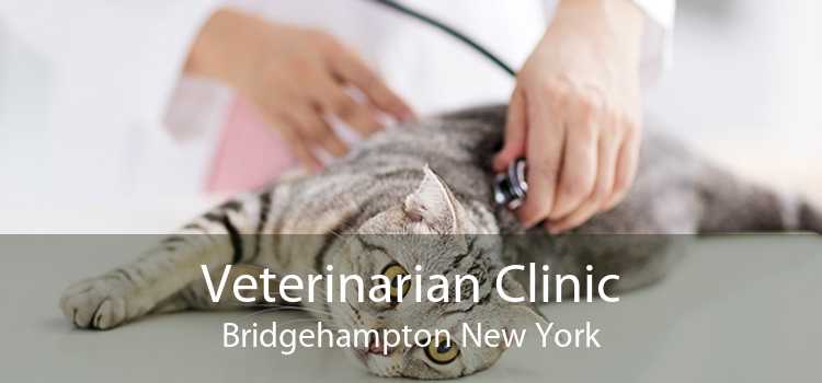 Veterinarian Clinic Bridgehampton New York