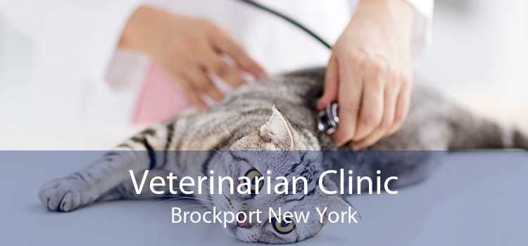 Veterinarian Clinic Brockport New York
