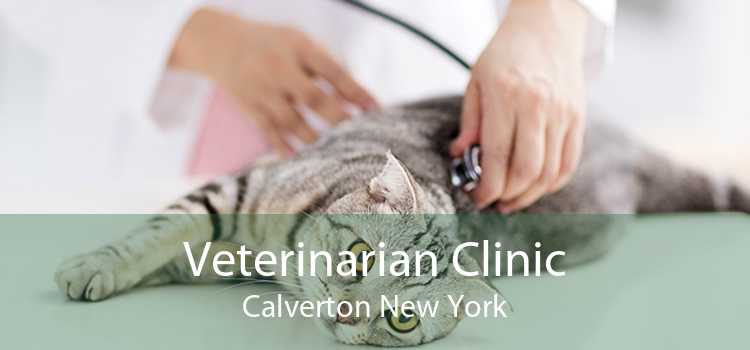 Veterinarian Clinic Calverton New York