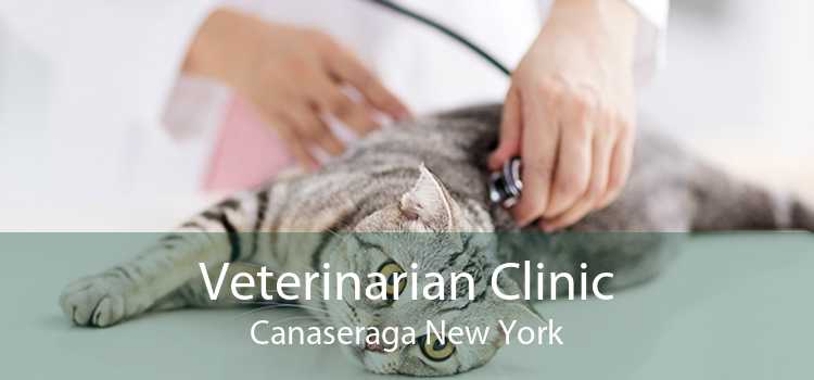 Veterinarian Clinic Canaseraga New York