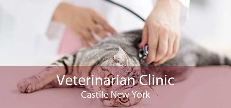 Veterinarian Clinic Castile New York