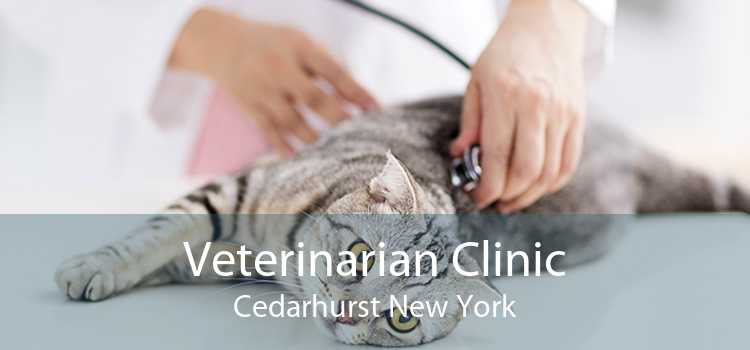 Veterinarian Clinic Cedarhurst New York