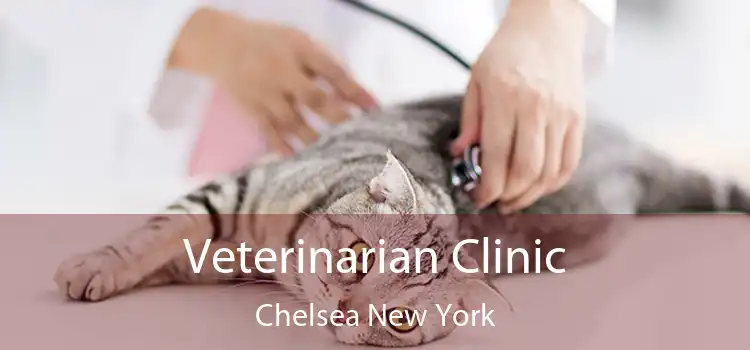 Veterinarian Clinic Chelsea New York
