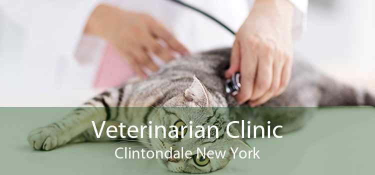 Veterinarian Clinic Clintondale New York