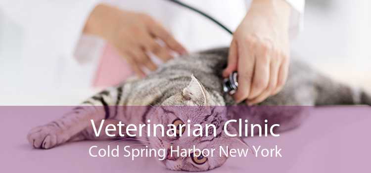 Veterinarian Clinic Cold Spring Harbor New York