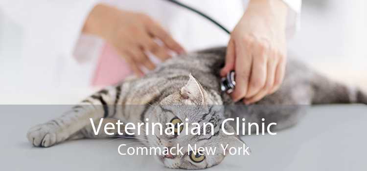 Veterinarian Clinic Commack New York