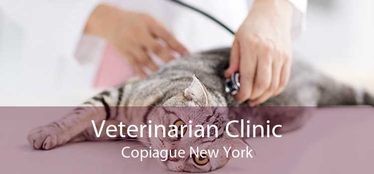 Veterinarian Clinic Copiague New York