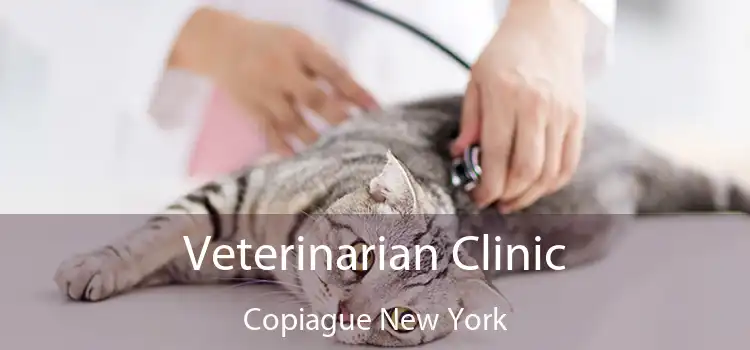 Veterinarian Clinic Copiague New York