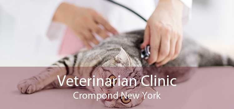 Veterinarian Clinic Crompond New York