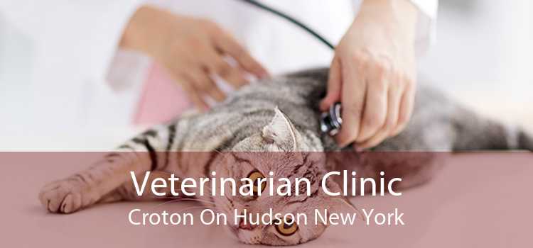 Veterinarian Clinic Croton On Hudson New York