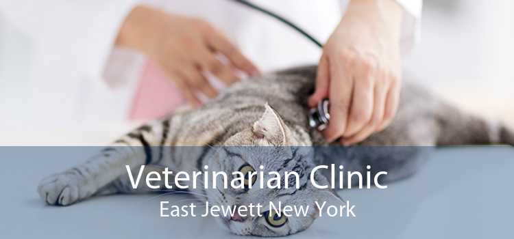 Veterinarian Clinic East Jewett New York