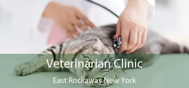 Veterinarian Clinic East Rockaway New York