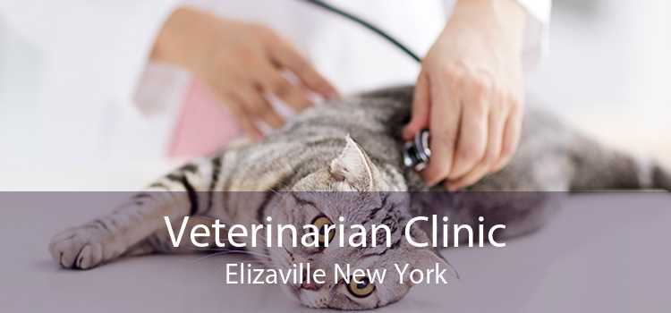 Veterinarian Clinic Elizaville New York