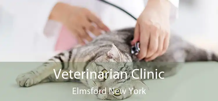Veterinarian Clinic Elmsford New York
