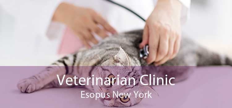 Veterinarian Clinic Esopus New York