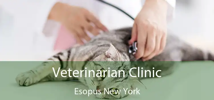Veterinarian Clinic Esopus New York