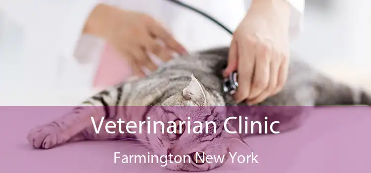 Veterinarian Clinic Farmington New York