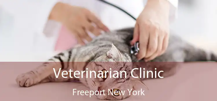 Veterinarian Clinic Freeport New York