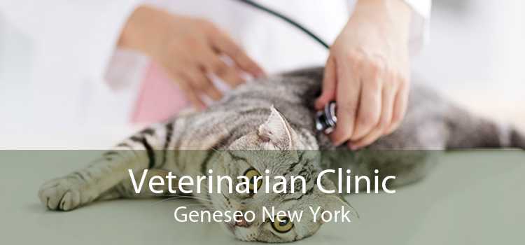Veterinarian Clinic Geneseo New York