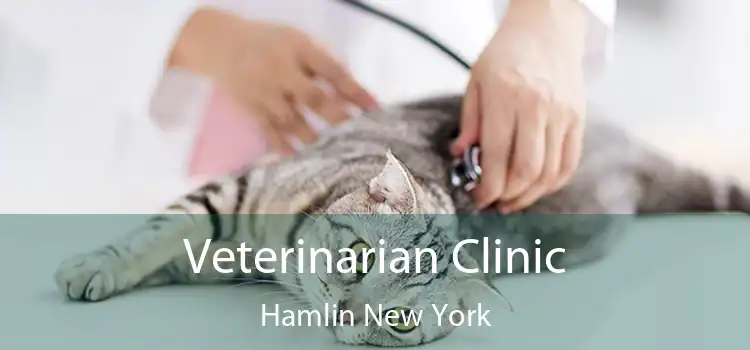 Veterinarian Clinic Hamlin New York